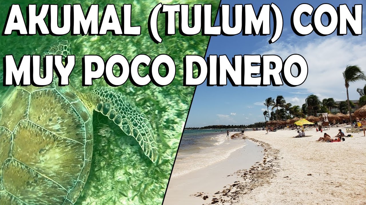 AKUMAL 🐢 COMO NADAR GRATIS CON TORTUGAS 🐢 - 😎 TULUM CON MUY POCO DINERO ¿Qué hacer en Tulum?