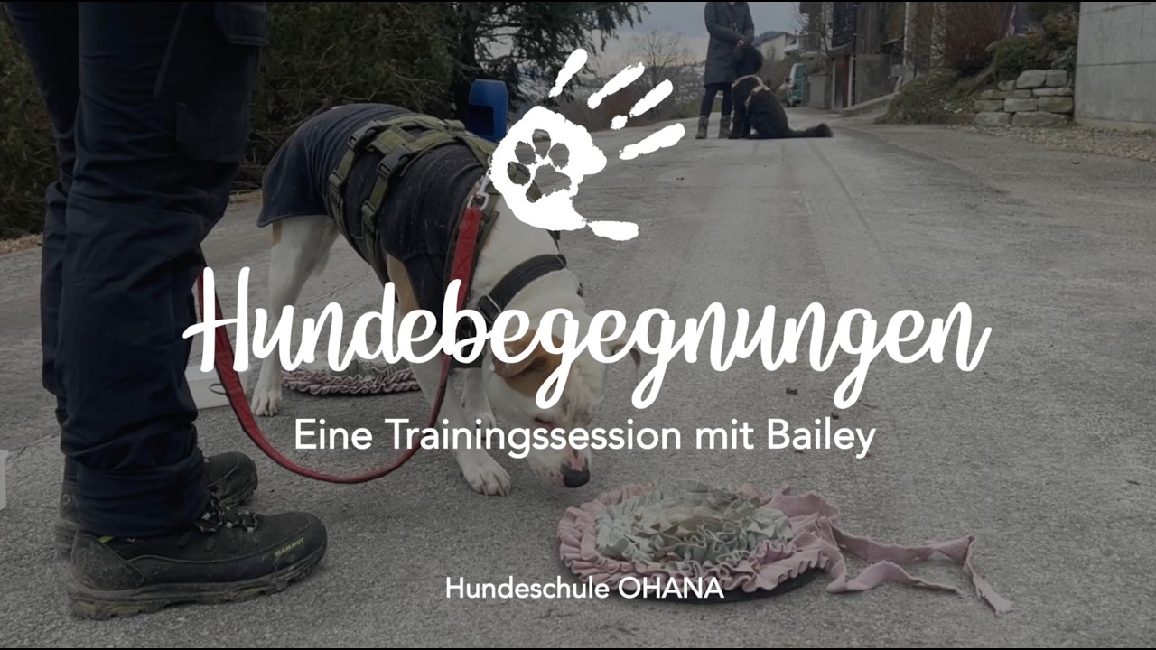 Hundebegegnungen - Eine Trainingssession mit Bailey