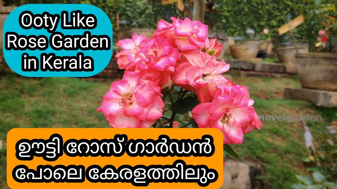 Kerala's Biggest Rose Garden | കേരളത്തിൻ്റെ ഏറ്റവും വലിയ റോസ് ഗാർഡൻ | Kuzhipallam Botanical Garden