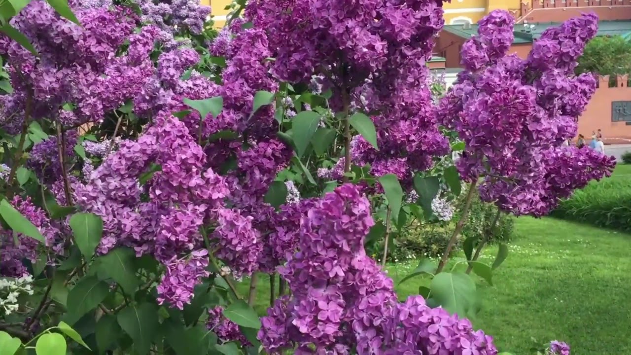 ПСАЛОМ 2  ХОР БРАТИИ ОПТИНОЙ ПУСТЫНИ