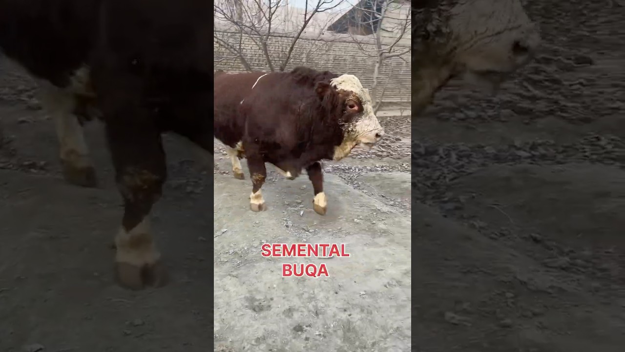 SEMENTAL BUQA 31 декабря 2024 г.