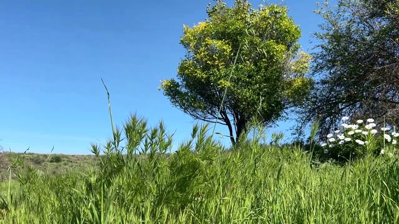Wind in Tall Grass 🌾 Nature Sounds for Studying (1 Hour, No Music)