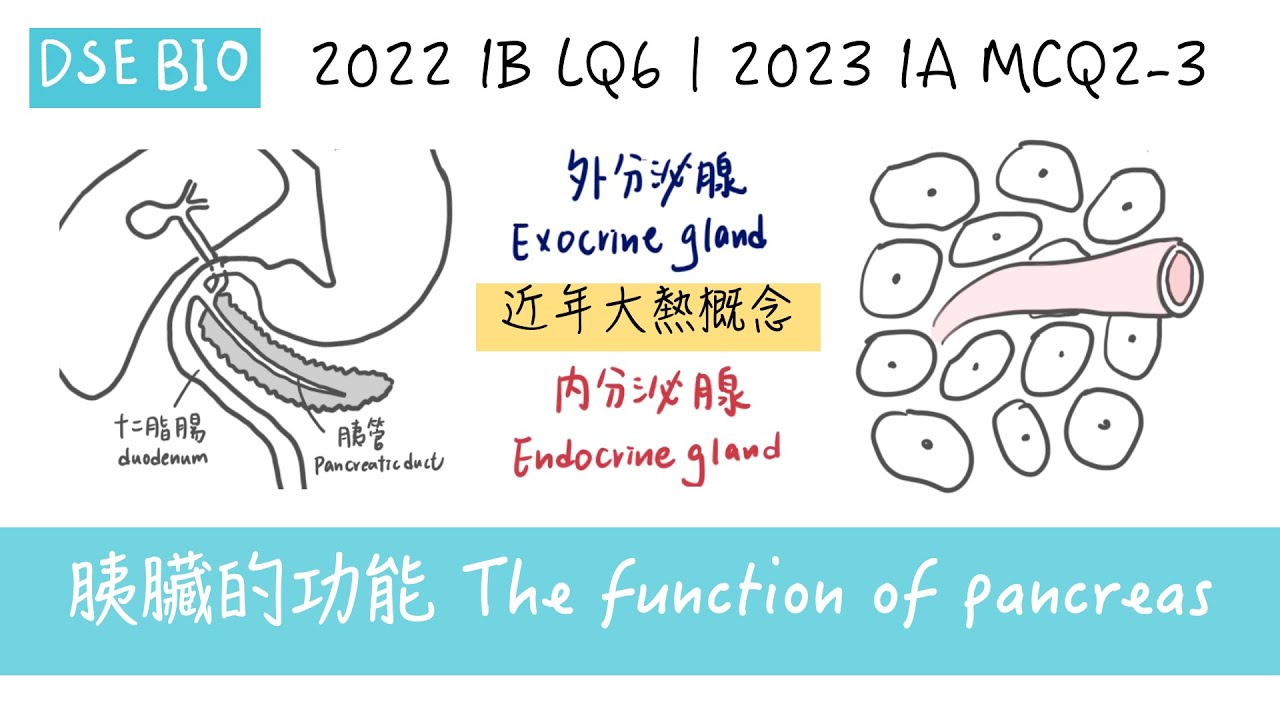 近年大熱跨課題概念！胰臟的功能 Function of the pancreas | DSE BIO 2022 LQ Q6, DSE BIO 2023 MC Q2-3