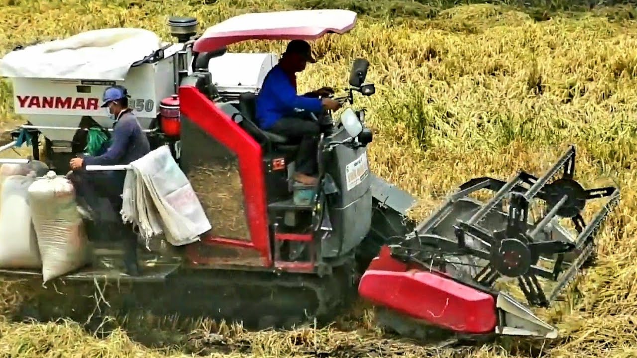 may gat lua. máy cắt lúa yanmar YH 850 thu hoạch lúa sập sát đất 1004 - may gat lua