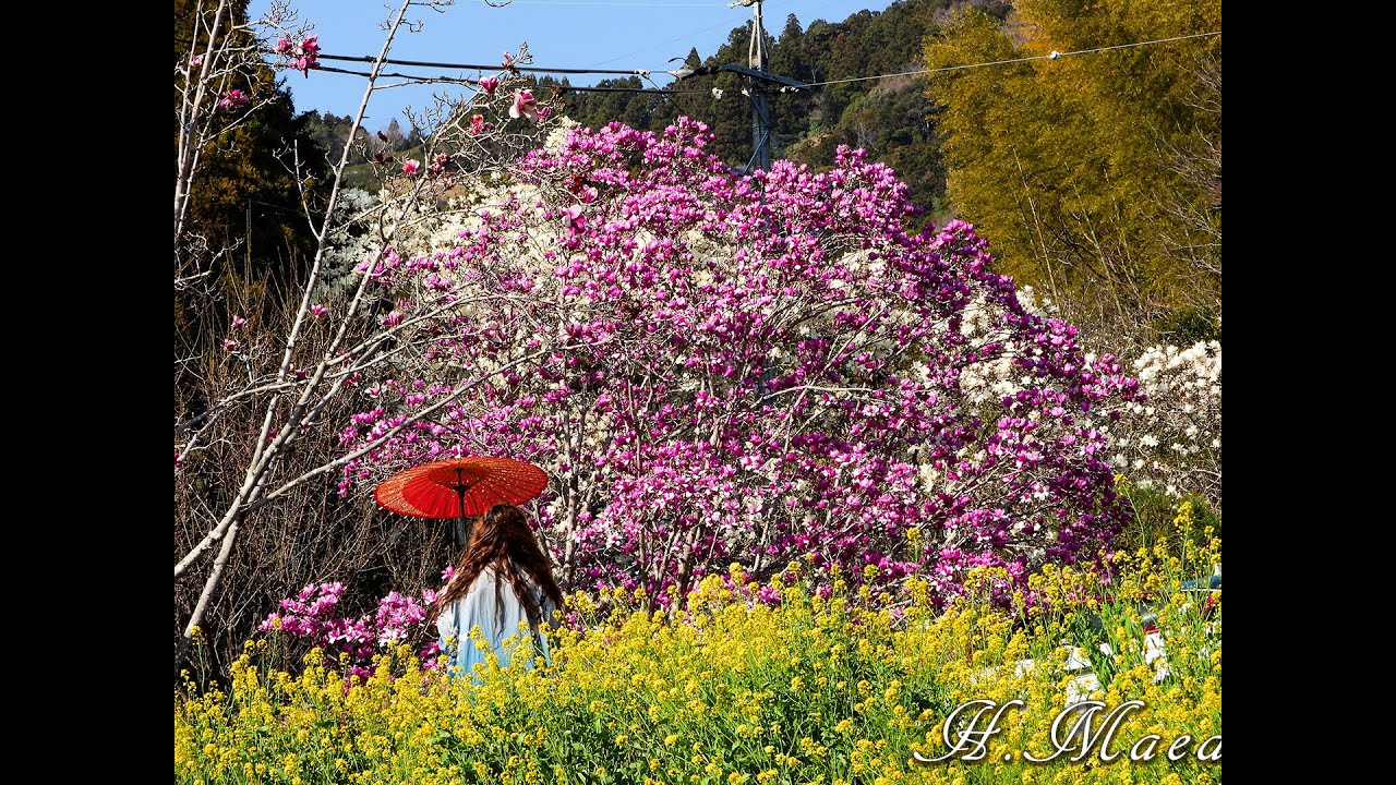 【4K動画】 十輪寺の木蓮（もくれん）　癒し効果　＃木蓮　＃モクレン　＃十輪寺
