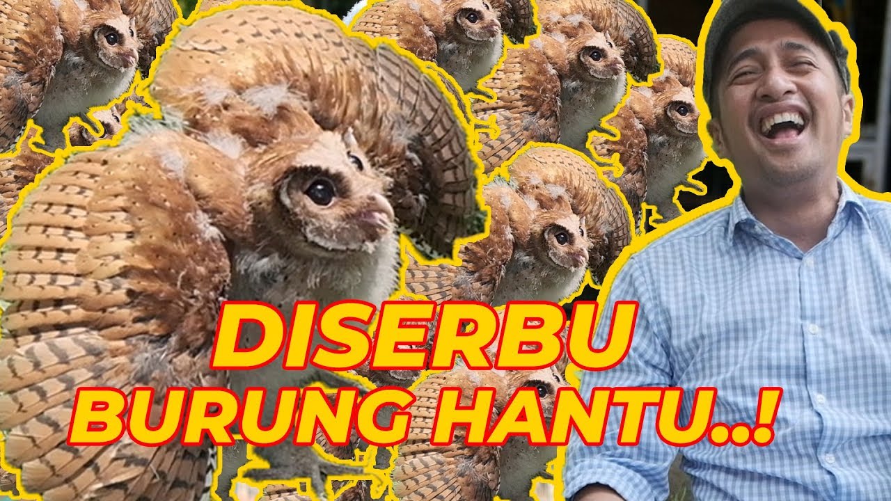 WADUUHH..!! RUMAH JOGLO DISERBU BURUNG HANTU...