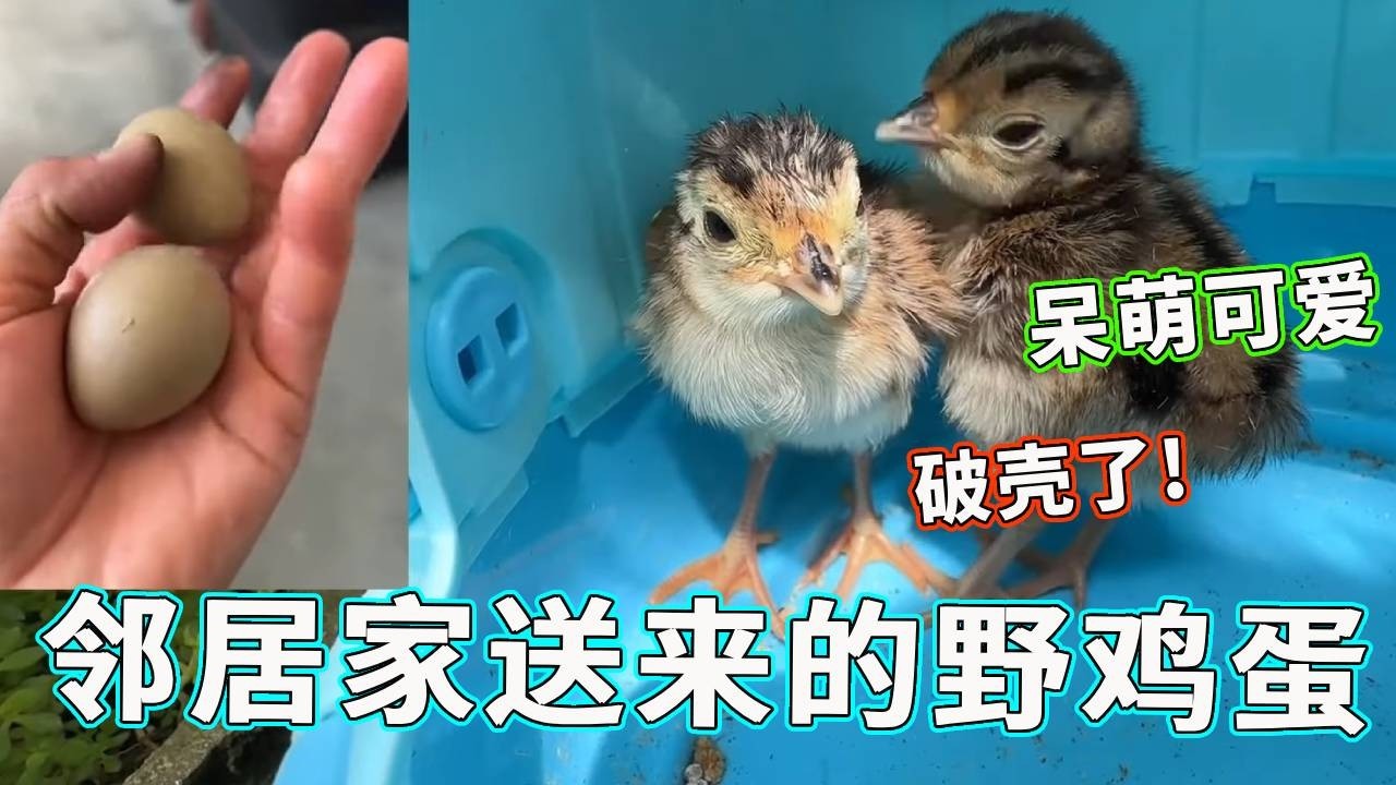 邻居家送来两只野鸡蛋，孵蛋的艰巨任务就交给家里的柯尔鸭了，破壳后的野鸡真是呆萌可爱【天下一场梦】
