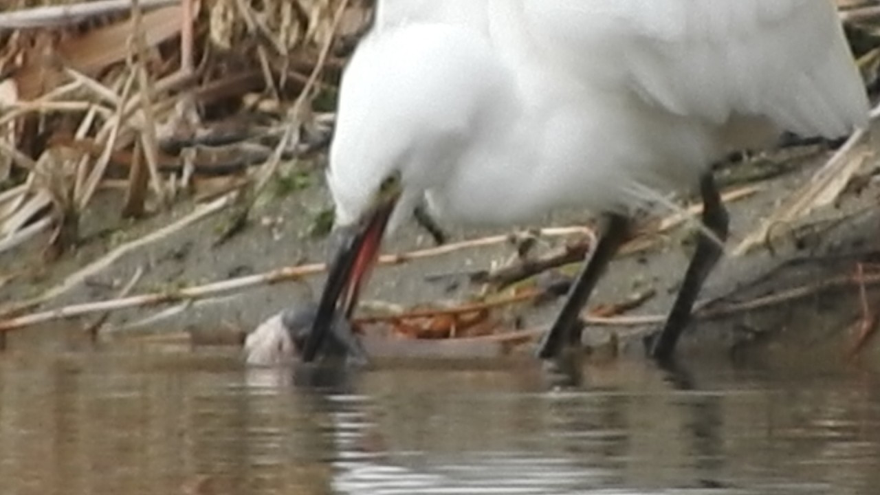 Heron Washing a Fish Before eating 【サギが魚を水で洗う行動】