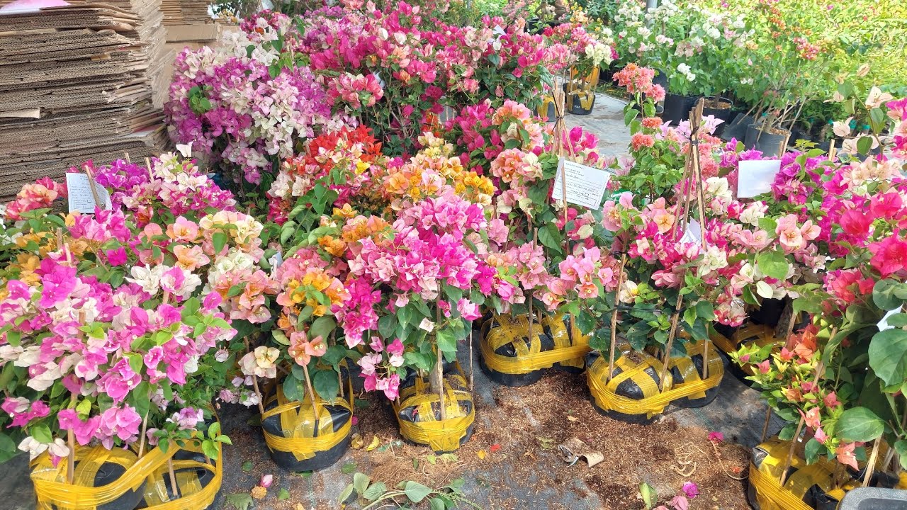 Giao lưu hoa giấy mùng 5 tết lh 0911111519 #hoagiay #bonggiay 