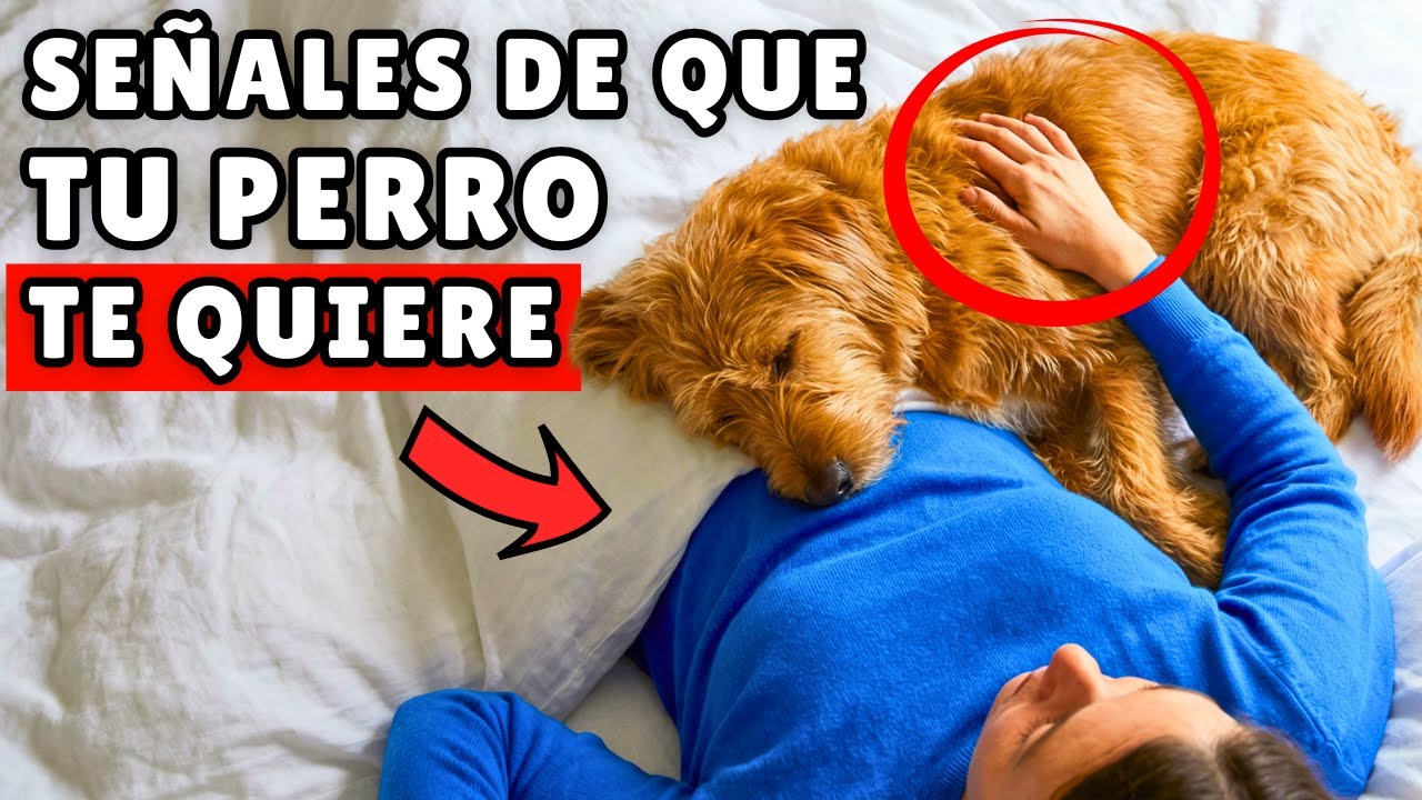 Si tu PERRO hace estas 20 cosas, significa que te QUIERE de verdad ❤️