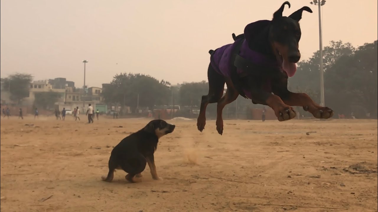 Doberman is unbeatable Dog breed in fitness and Guarding. Doberman Socialisation Training Video