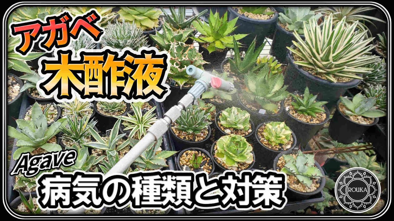 【病気/園芸】アガベの病気対策に木酢液！病気の種類はたったの2種類！？ 【Agave】【多肉植物】