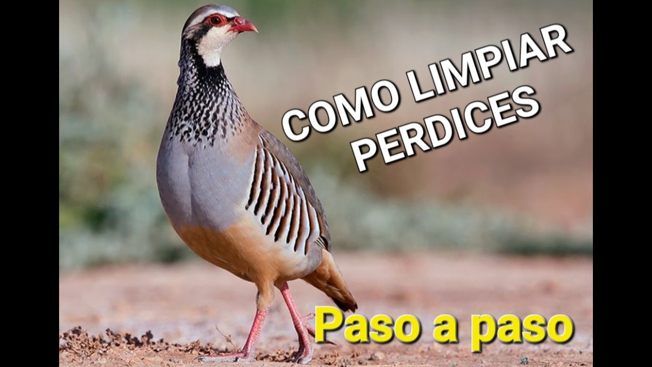 Como limpiar una Perdiz PROXIMA RECETA (subtitulado a más de 70 idiomas)