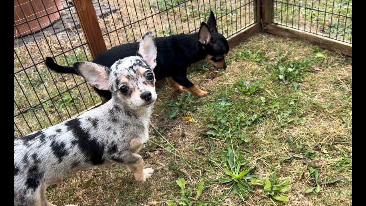 Cute Merle Chihuahua Puppies