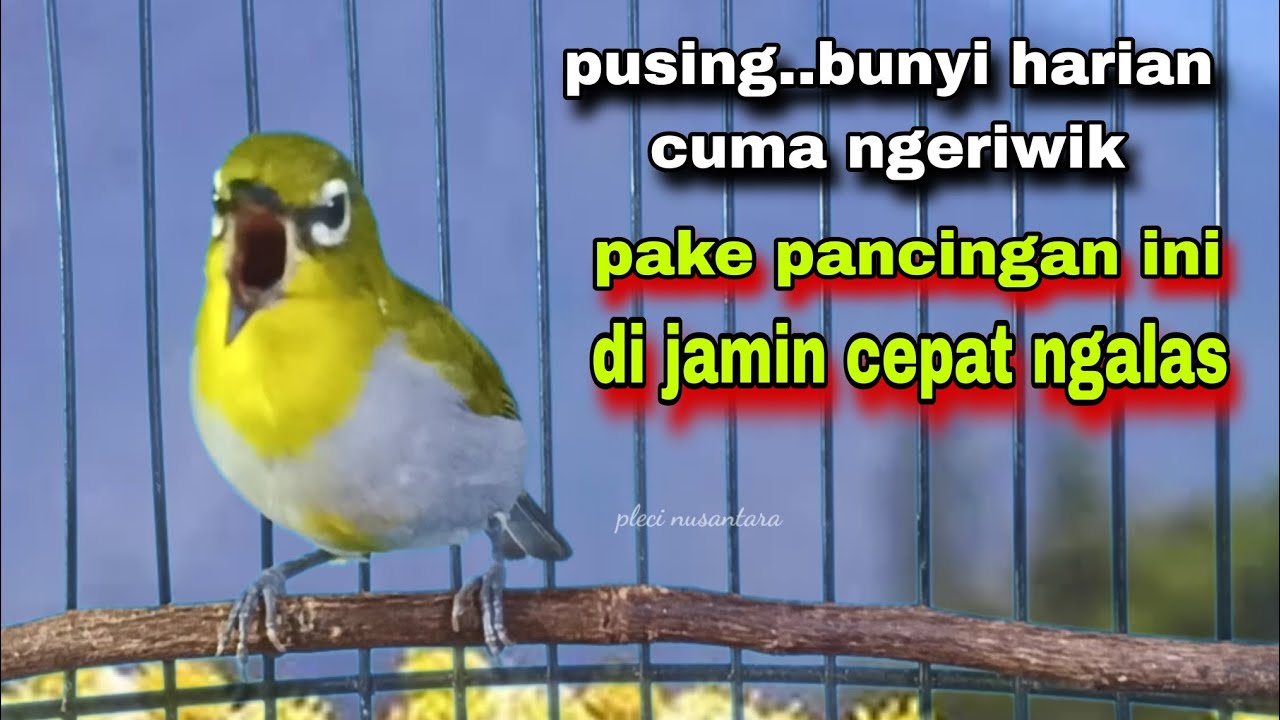 Pleci Ngalas Standar 123 Ketukan,Untuk Pancingan Pleci Bahan Omyokan || Pleci Bustomi Gacor