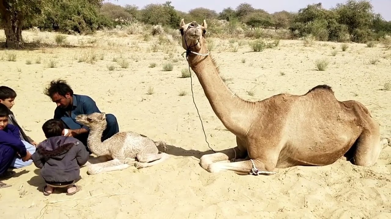 Camel birth time 😱#babycamel #birth#mostviewed #mostviral#1millionviews🐫&hearts;️