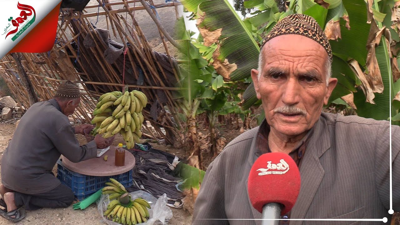 فاكهة الموز في طريقها للإندثار بشمال أكادير وفلاح يكشف خلفيات تراجع إنتاجها بالمنطقة