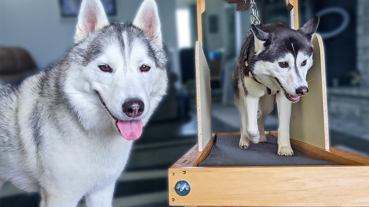 Now The Huskies can Exercise INSIDE!