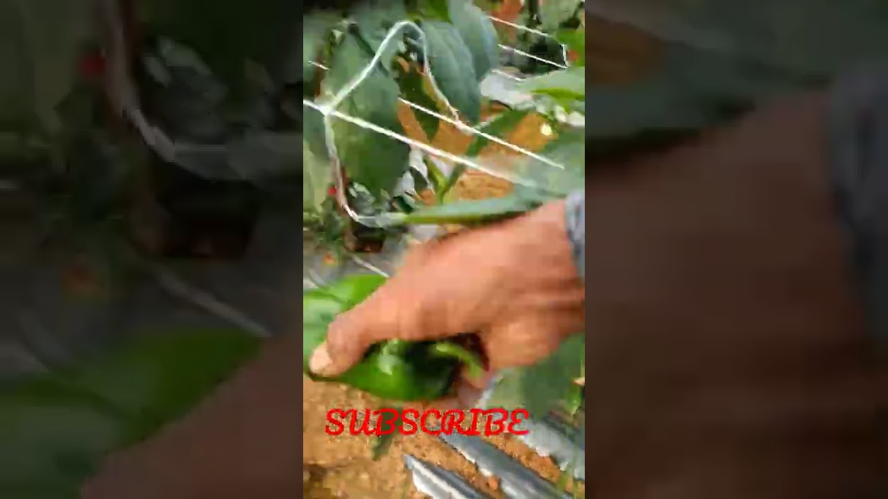 PANEN PAPRIKA HIJAU#kebuntaiwan #petanimuda #petaninusantara #pekerjamigranindonesia #bmiindonesia