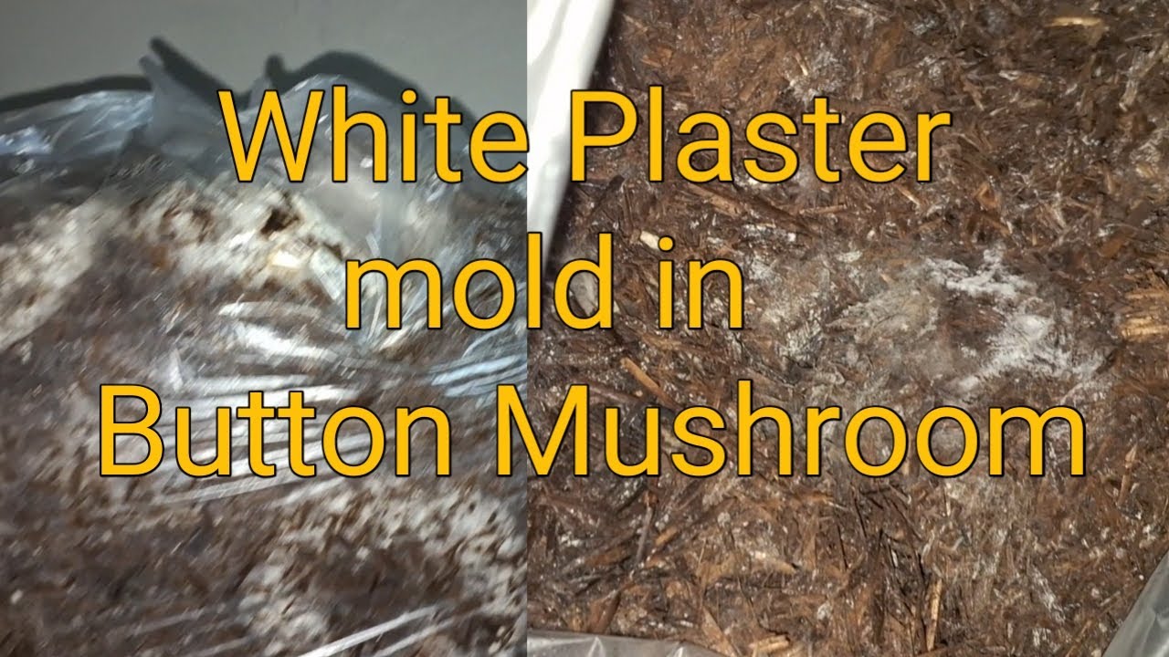 Button Mushroom मे हुई बीमारी ||white Plaster mold #mushroom #buttonmushroom #farming #viral