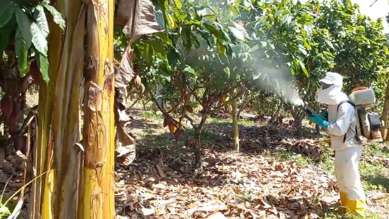 Prevenção de doenças no cacaueiro