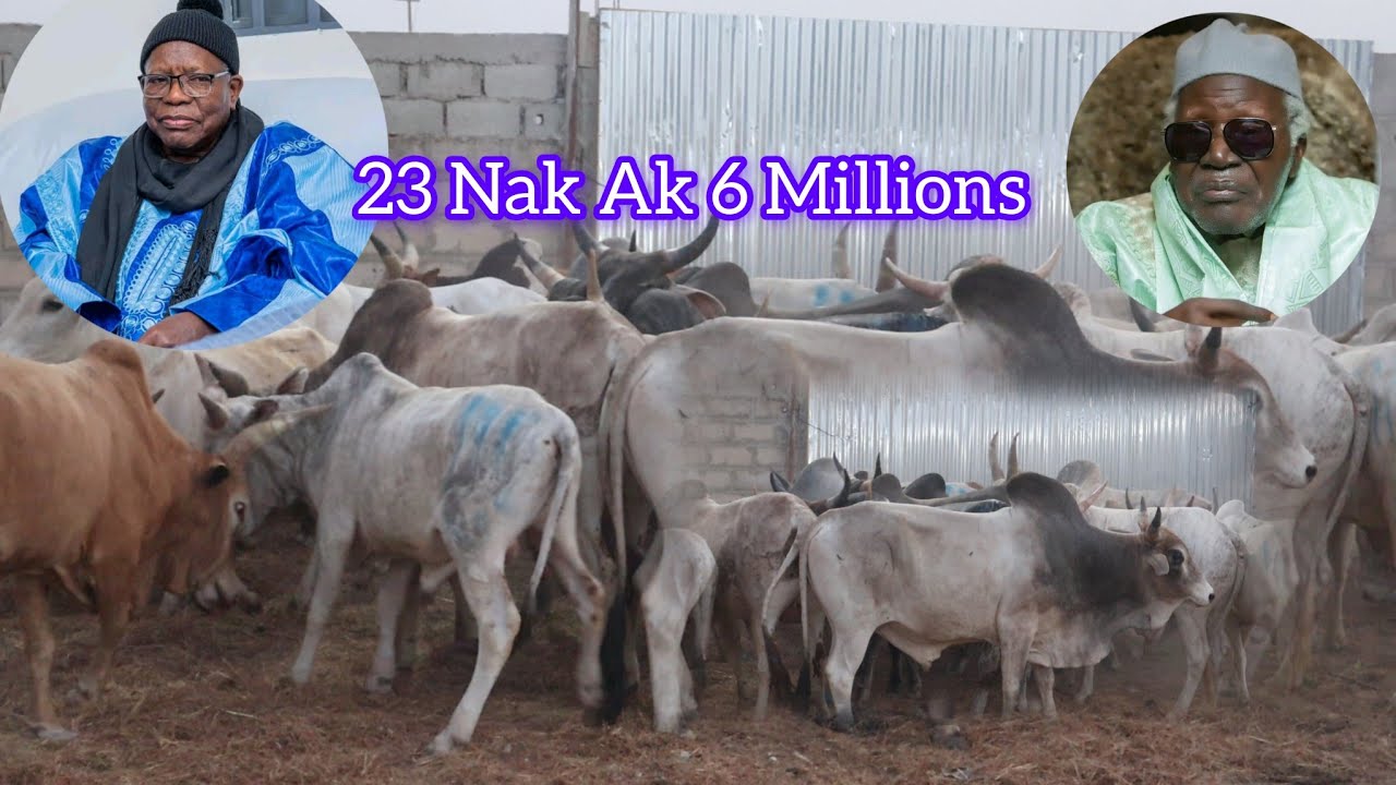 4ème Déballé Wakeur Serigne Moudou Aminta Fall 23 Nak Ak 6 Millions ci Serigne Amdy Khady Fall 