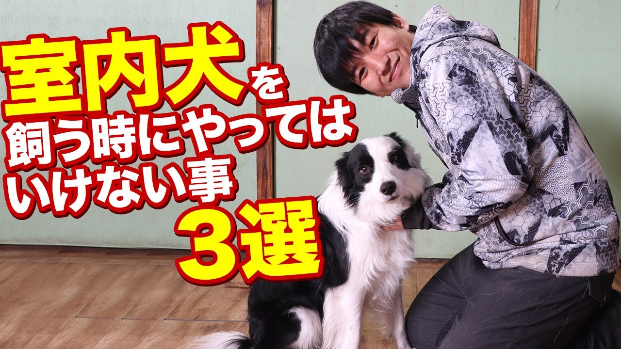 室内犬を飼う時にやってはいけない事３選