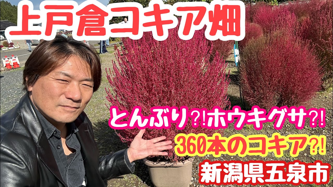 2023年10月25日 上戸倉コキア畑 360本のコキア ホウキギ とんぶり 新潟県五泉市