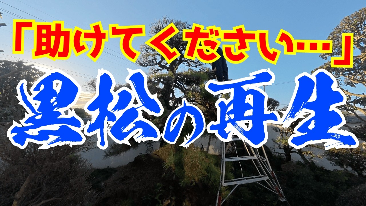 【激闘】放置された大荒れ黒松に岡山の36歳職人が挑む!!再生の記録