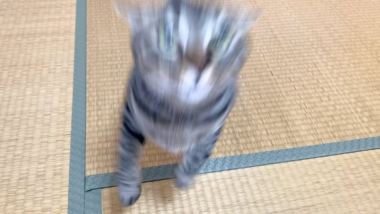 人の顔面に突撃して攻撃する狂暴猫が怖すぎて放送事故すぎた...　まとめ