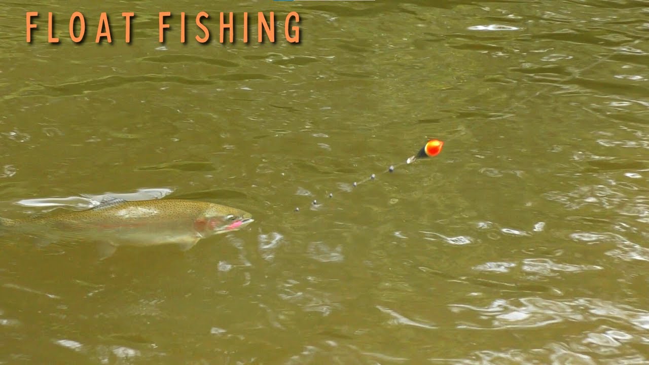 Fishing LAKE ERIE Tributaries for Early Fall STEELHEAD