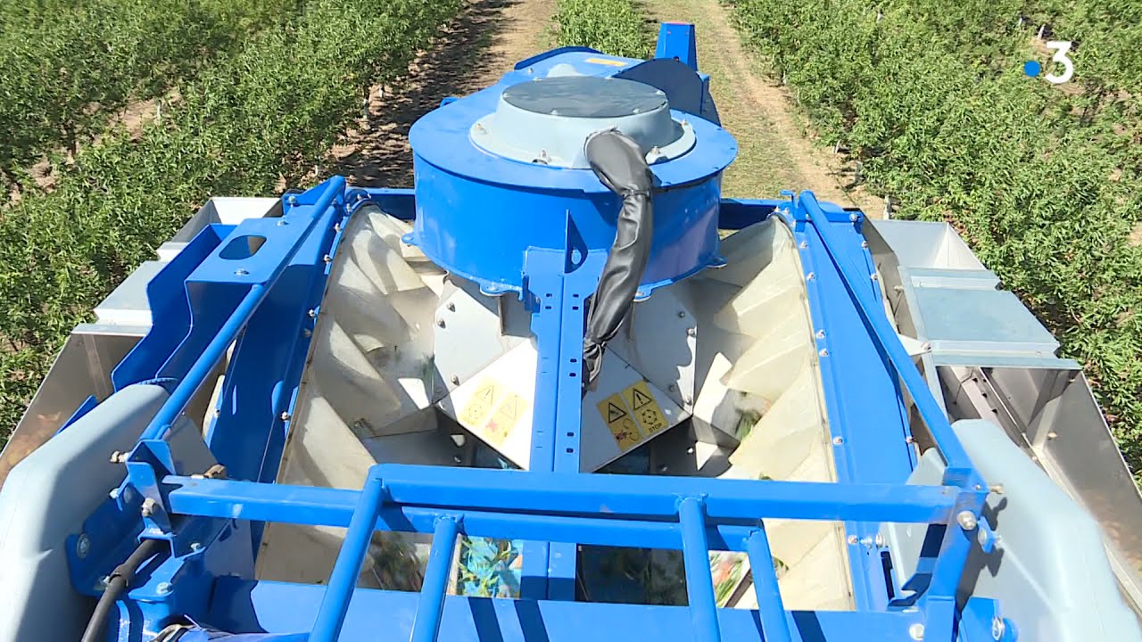 Pyrénées-Orientales : un verger de Millas expérimente la machine à récolter les amandes