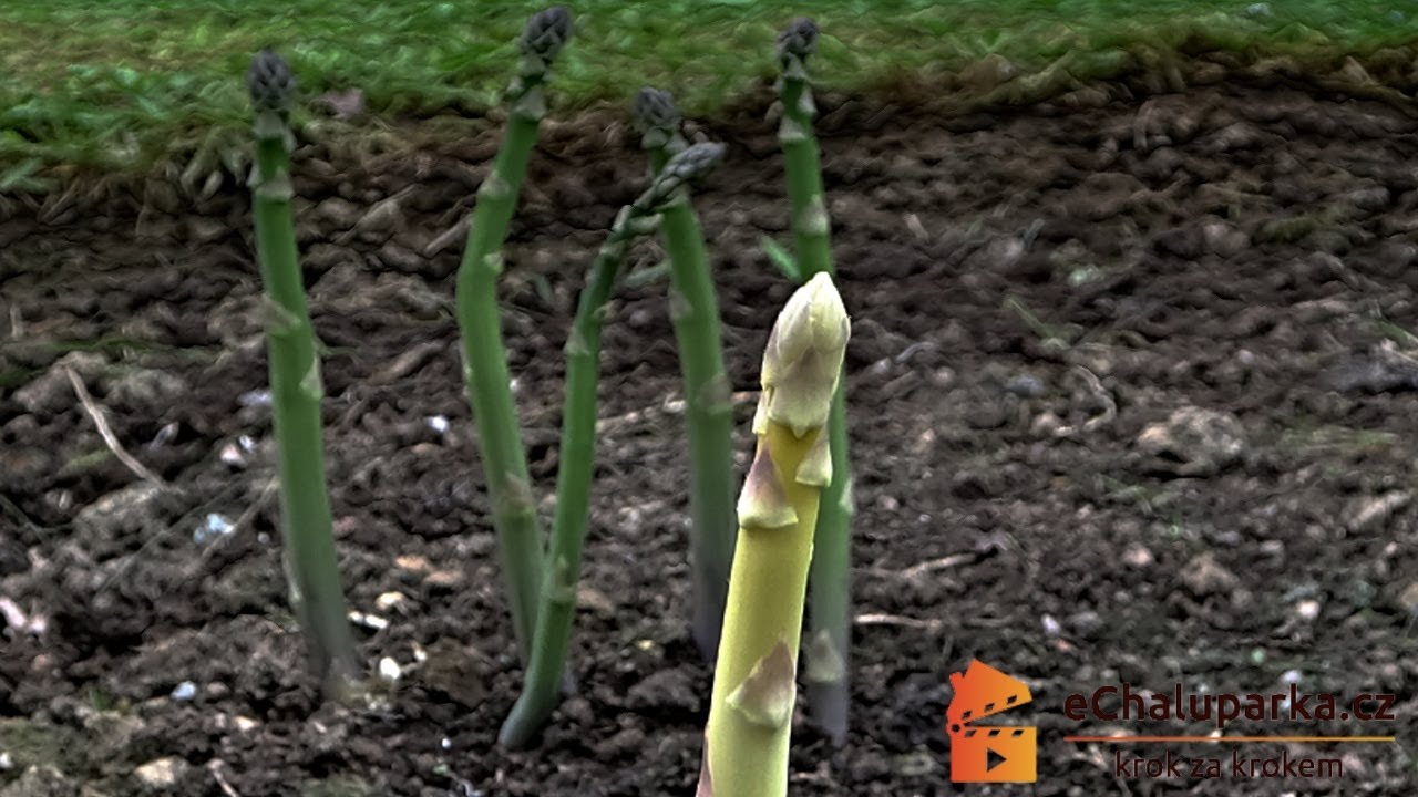 Jak pěstovat chřest ze semen. Asparagus officinalis
