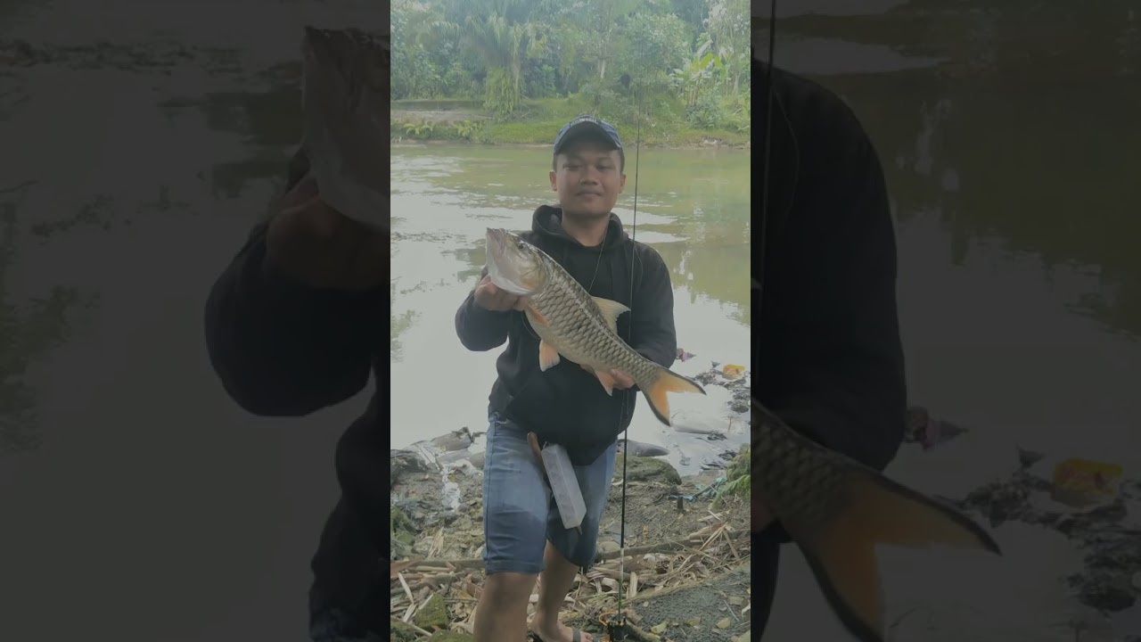 Casting Sibarau/Hampala Disungai #castinger #hampala #lurefishing