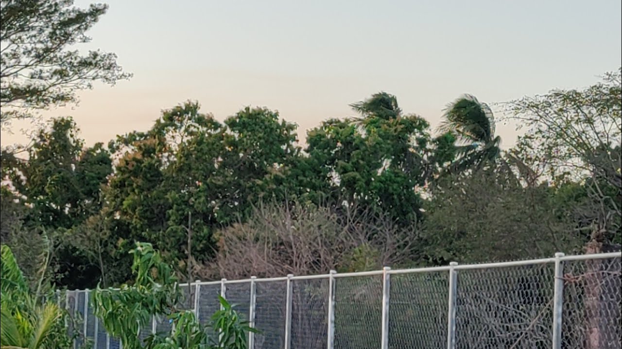 Así está la situación con las plantas del terreno por causas de los vientos 