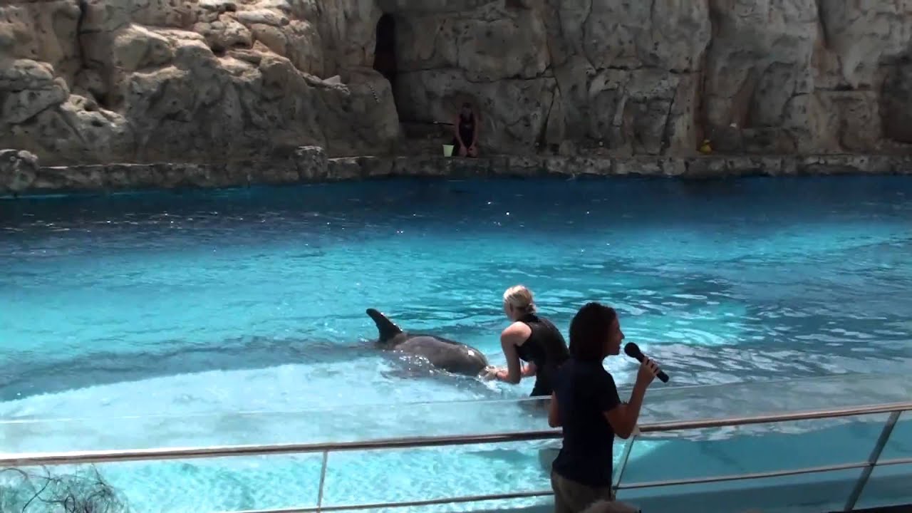 Dolphin Show at Texas State Aquarium