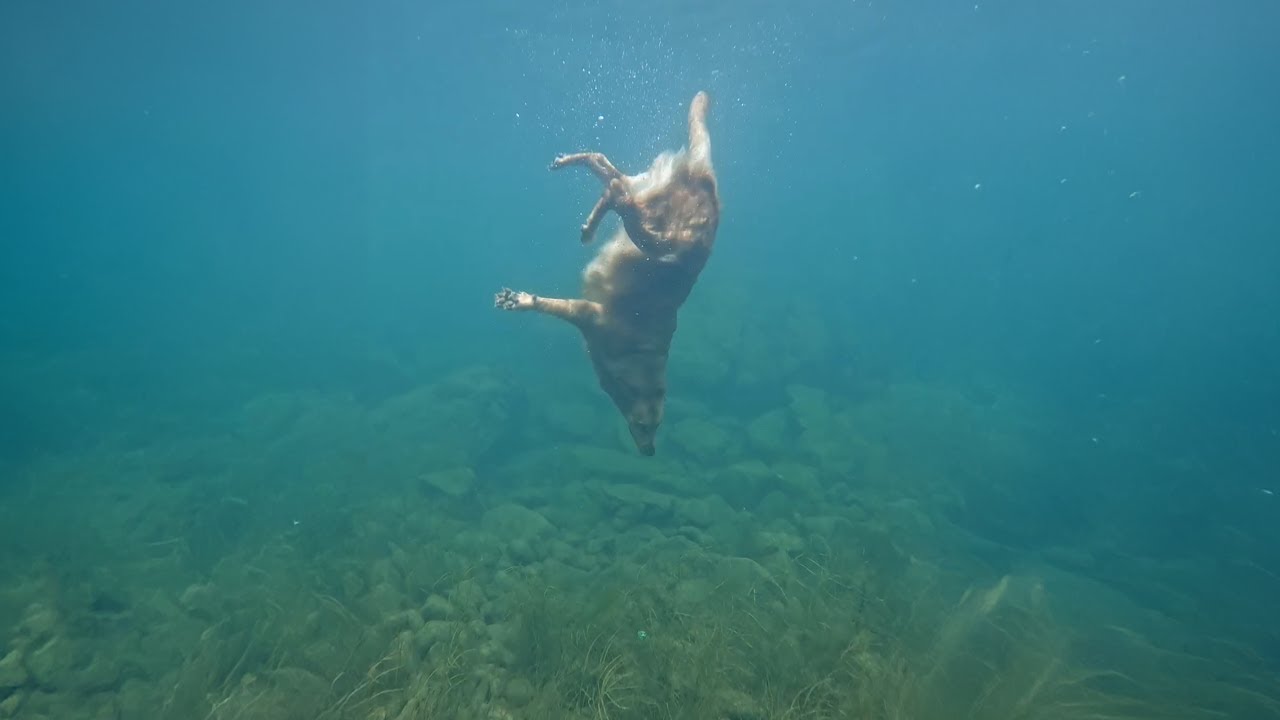 Golden Retriever Loves Diving Deep Underwater