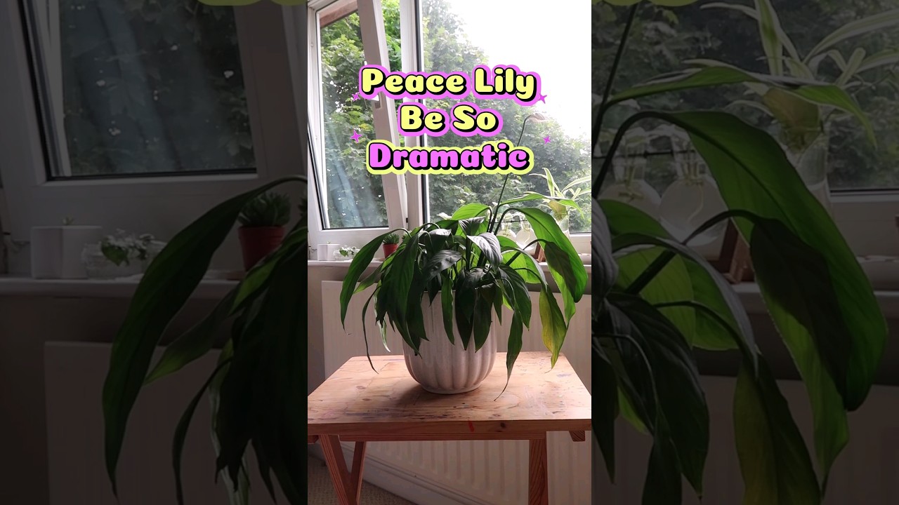 Thirsty? When to water your peace lily 