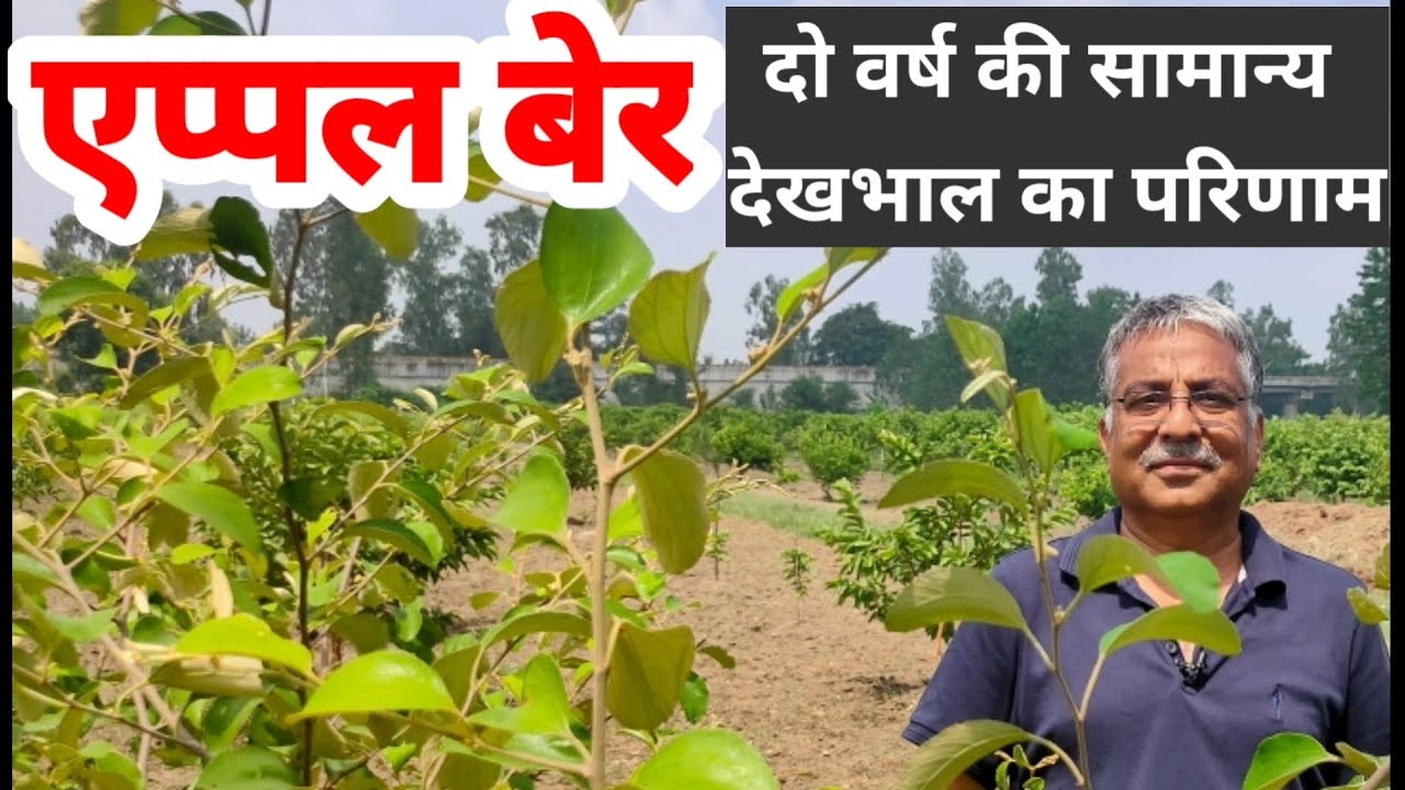 174. एप्पल बेर की बागवानी है आसान