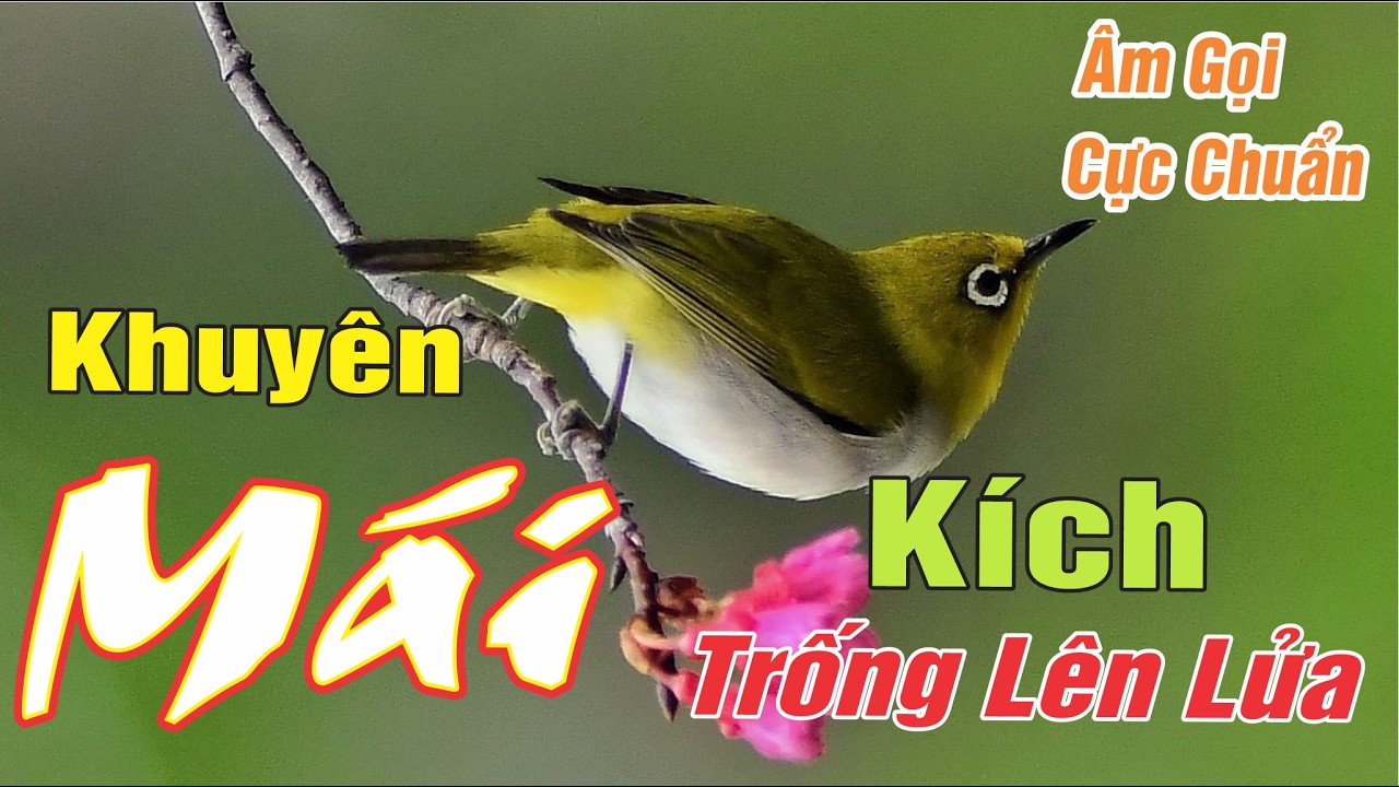 Khuyên Mái Kích Thích Chim Trống Hót Líu Điên Cuồng || khuyên Mái kích Trống Nhanh Nhất 2026