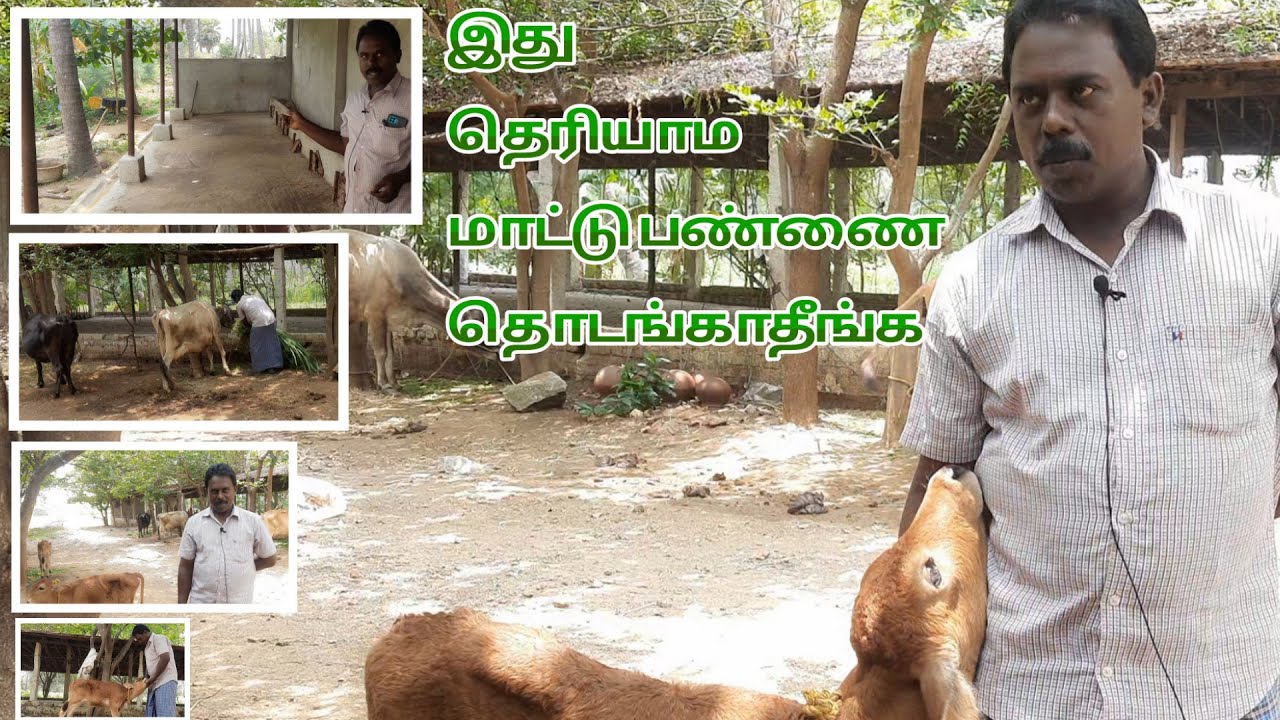 மாட்டு பண்ணை வைக்கிறதுக்கு முன்னாடி இதை செஞ்சா நீங்களும் மாடு வளர்ப்பில் சாதிக்கலாம் dairy farming