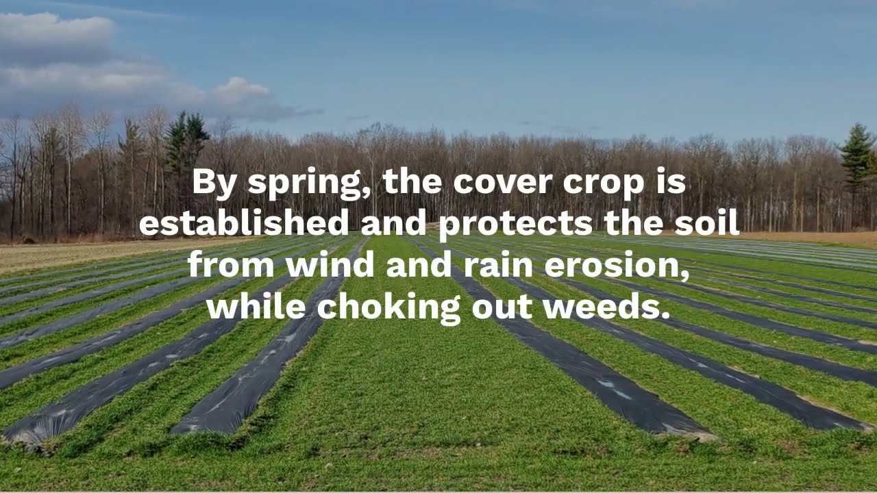 Farmer Ingenuity – Plastic and Living Mulch