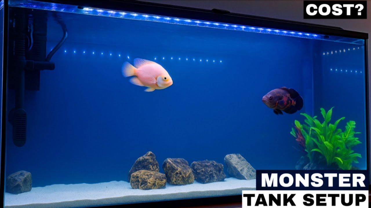 Monster Fish Tank Setup | Complete Guide with Cost