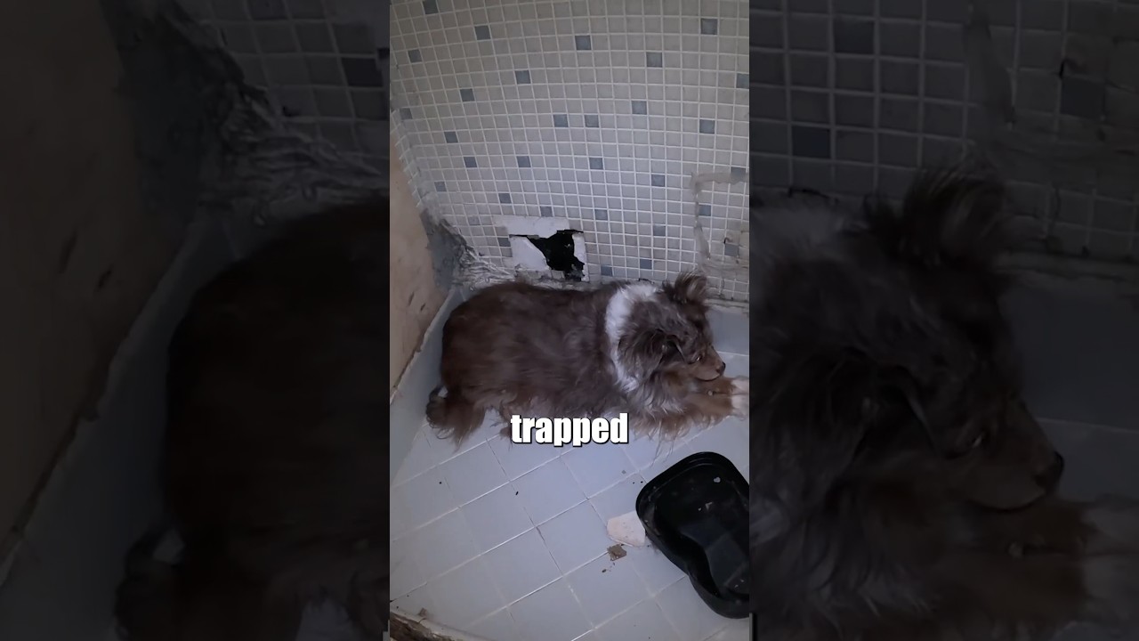 Over 30 Rats killed their dog & destroyed their home