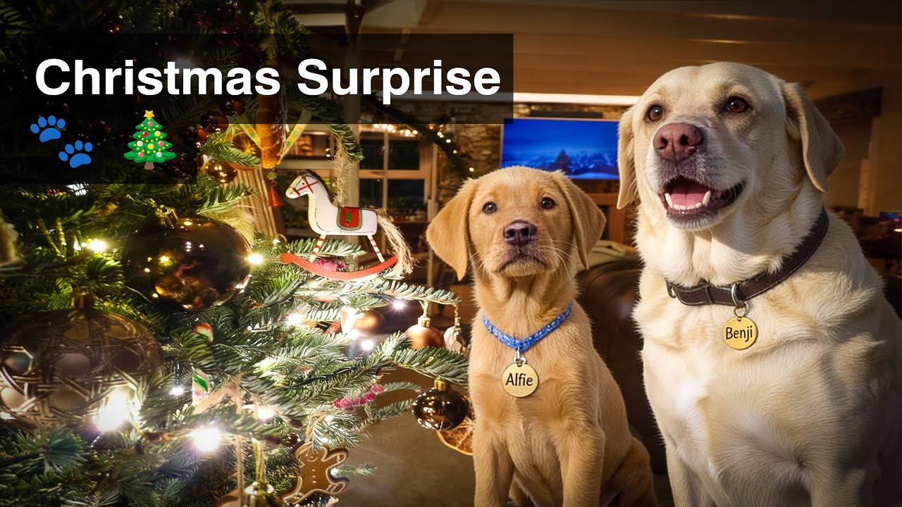 A Cosy Scottish Cottage Christmas 🎄 | Traditional Tree, New Puppy & Winter Village Life | Episode 66