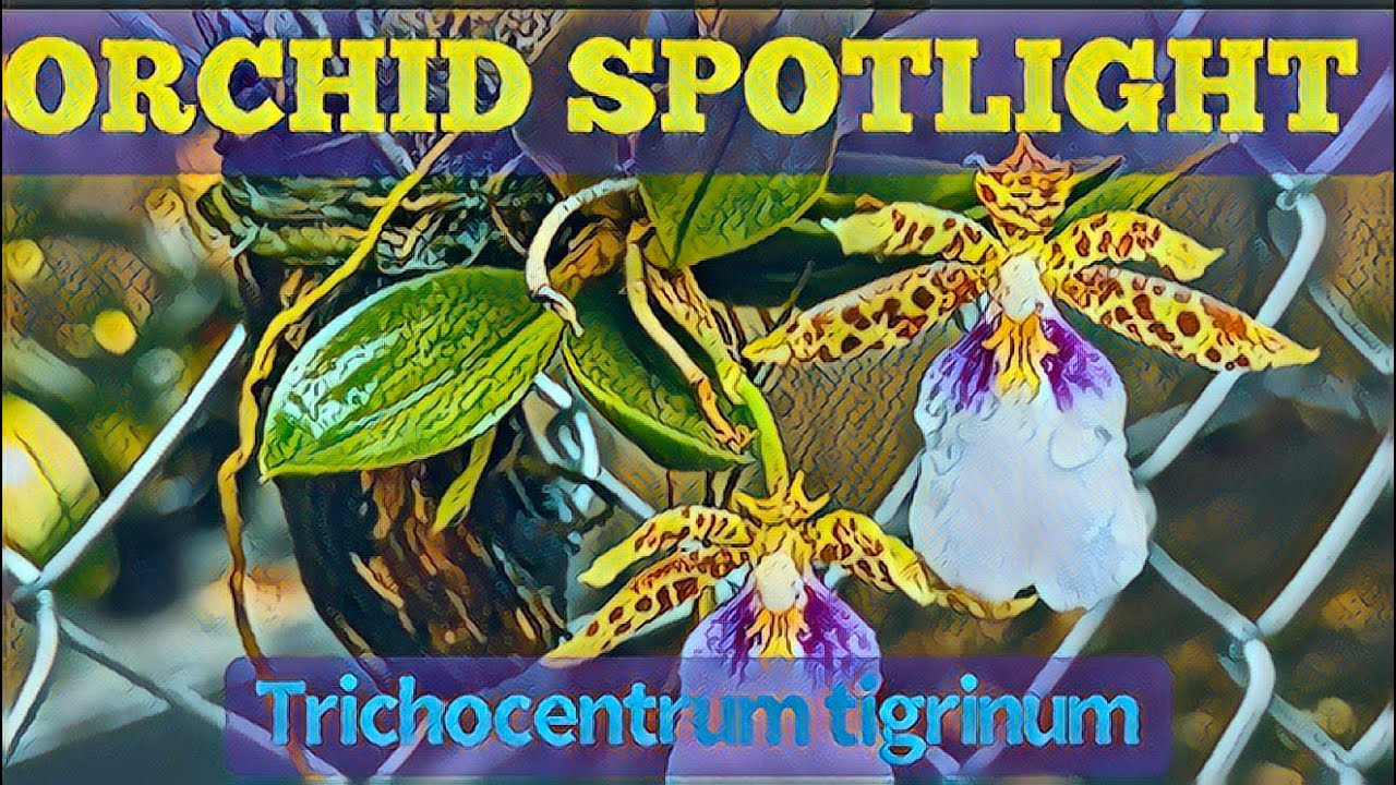 ORCHID SPOTLIGHT: Trichocentrum tigrinum    #howtogrow #oncidium #orchid #bucketlist