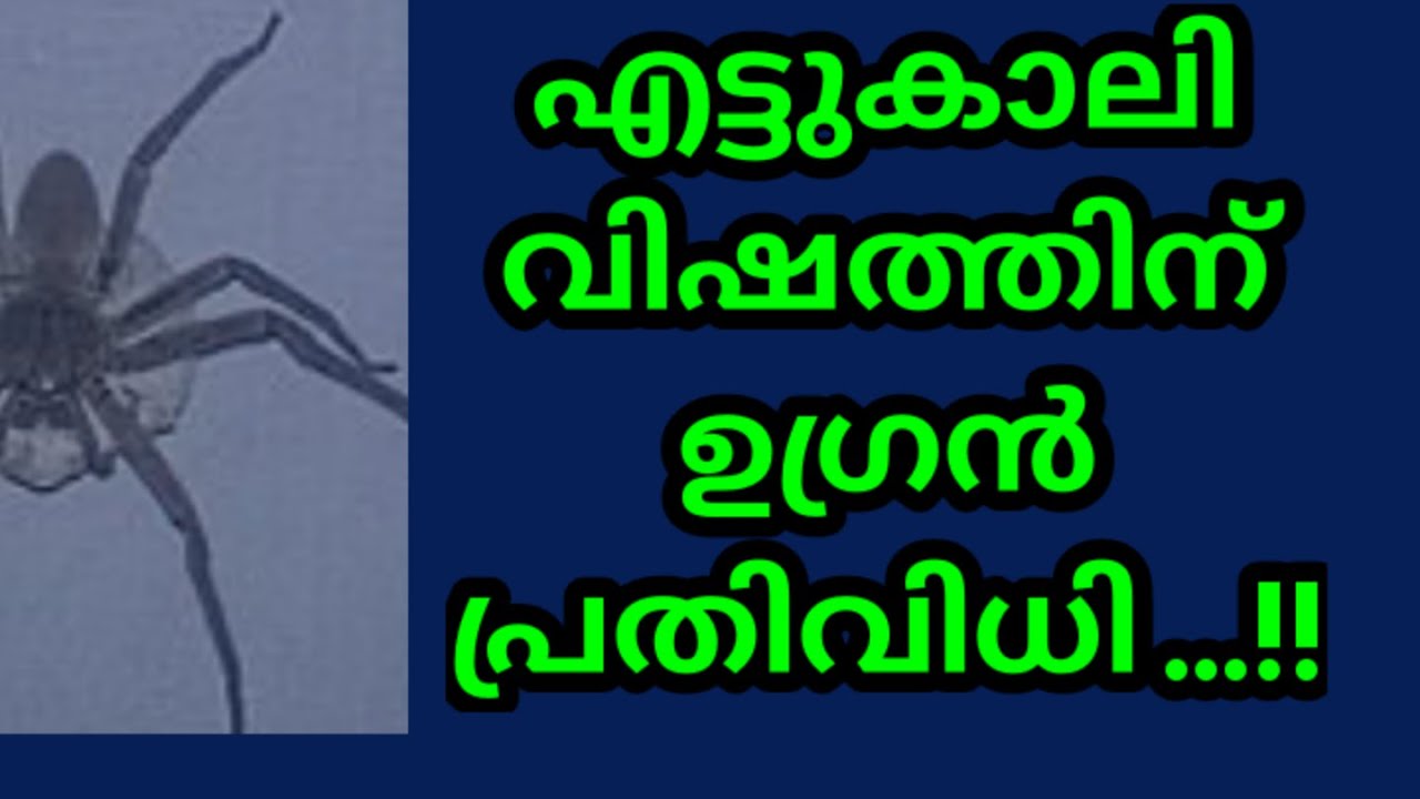 എട്ടുകാലി വിഷത്തിന് ഒന്നാംതരം പ്രതിവിധി ...!