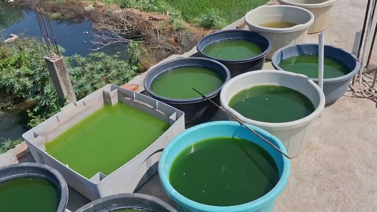  Outdoor Moina Culture in Hyderabad | Step-by-Step + Tube Expansion 