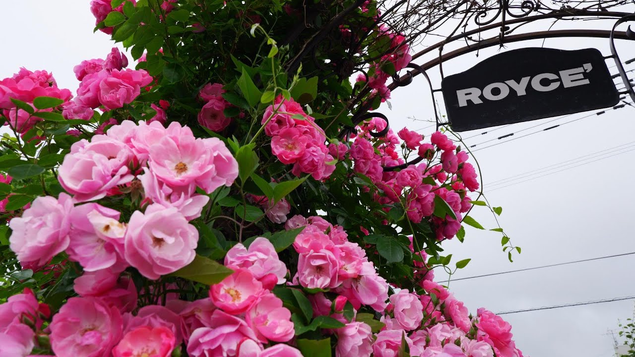 ロイズローズガーデン　満開のバラ　2024 06 25　しほの旅日記