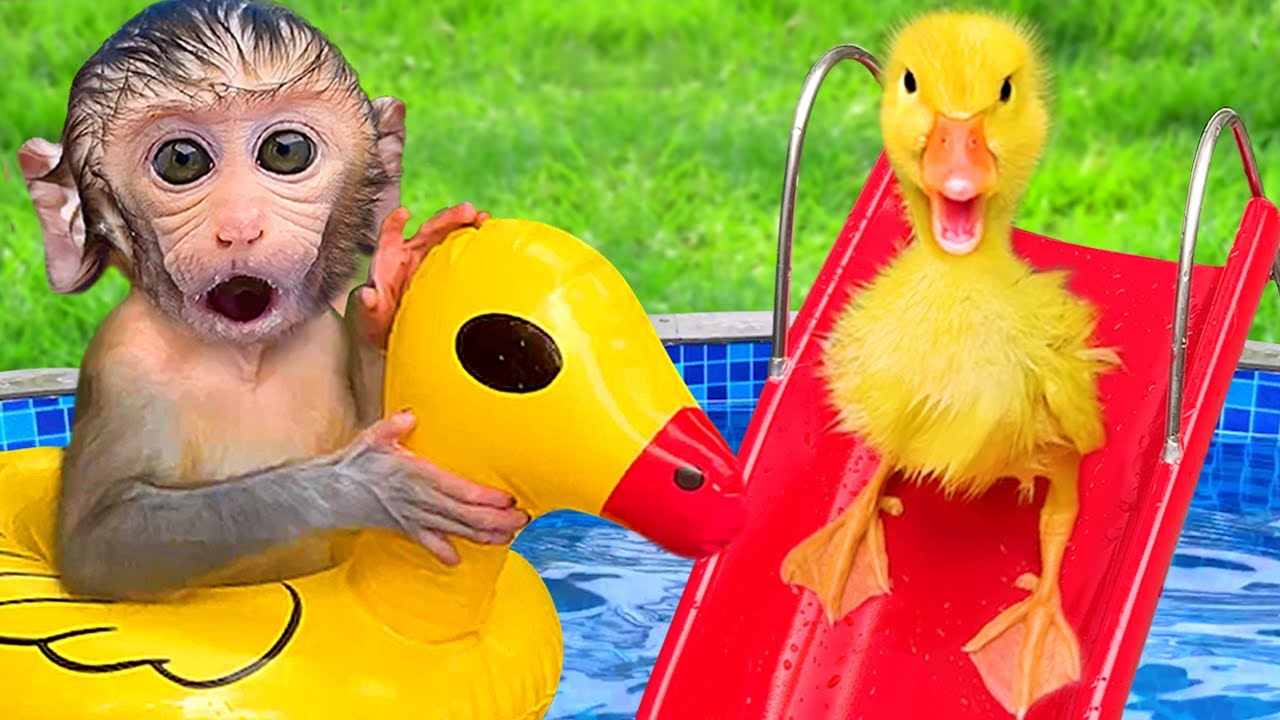 Singe Bon Bon lave le petit ours et achète des bonbons arc-en-ciel pour le petit singe adorable